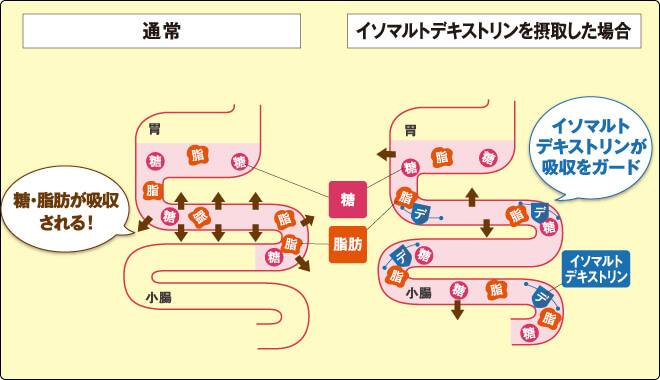 糖と脂肪をとった際の通常の体内の吸収方法とイソマルトデキストリンを摂取した場合での体内への吸収方法