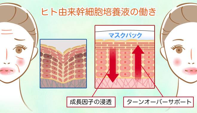 ヒト由来幹細胞培養液の働き