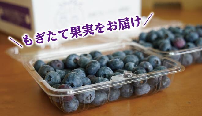 もぎたて果実をお届け