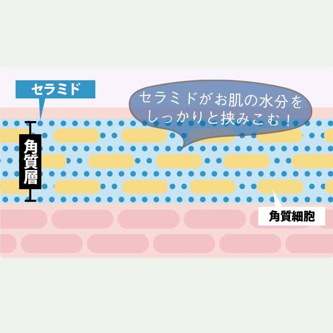 セラミドがお肌の水分をしっかりと挟みこむ!