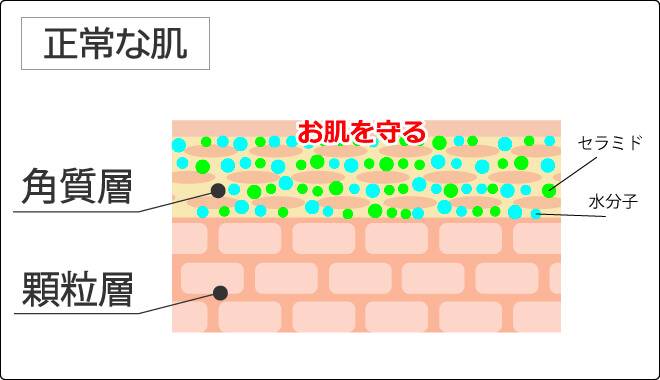 正常な肌の状態を説明する画像