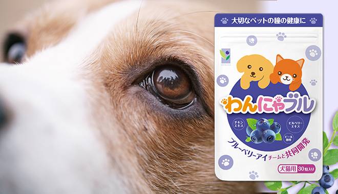 遠くを見つめるワンちゃんの背景にわんにゃぶるのパッケージ