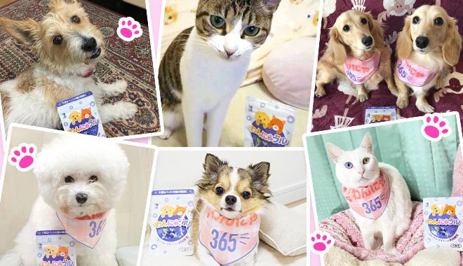2匹の猫と5匹の犬がワンにゃぶると並んでいる
