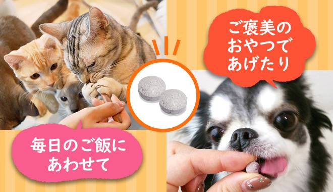 ねこちゃんとわんちゃんがワンにゃぶるを食べている