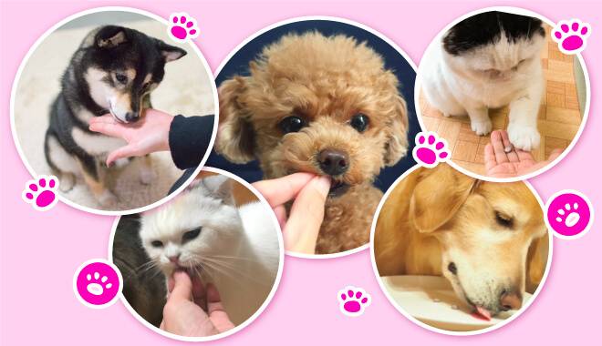 たくさんのワンちゃんとねこちゃんがわんにゃブルを食べている様子の画像