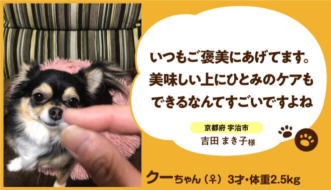 チワワのクーちゃん。3才。いつもご褒美にあげています