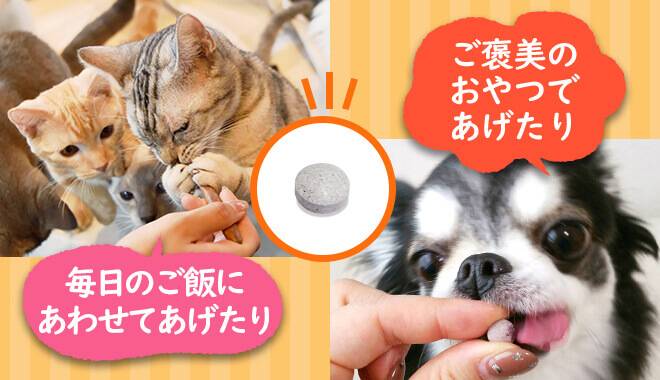 ねこちゃんとわんちゃんに毎日のご飯や、ご褒美でわんにゃブルをあげている様子